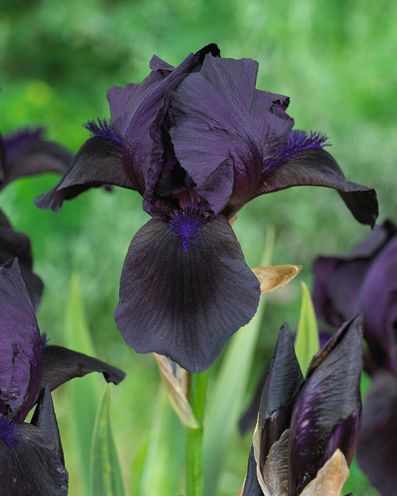 Tysk iris-Iris Germanica Sort 1-pakning